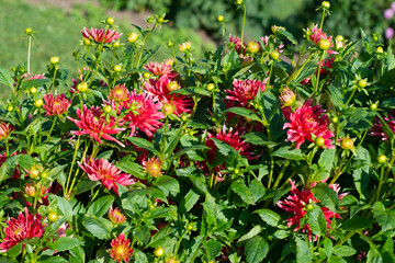 Pink Dahlia variety Gute Laune flowering in a garden