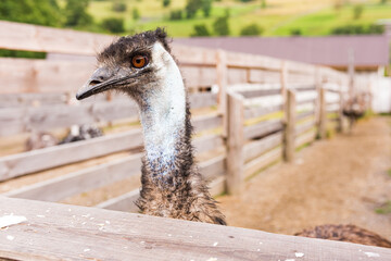 Ostrich, the head of a young ostrich peeps from behind the fence, in the corral, portrait of a...