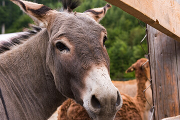 a donkey and a roe deer in wooden pens which people feed