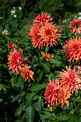 Orange Dahlia variety Color Spectacle flowering in a garden