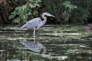 A Great Blue Heron (Ardea herodias) in shalllow pond water with reflection in murky waters with cinema finish
