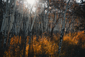 Autumn Forest in the Morning