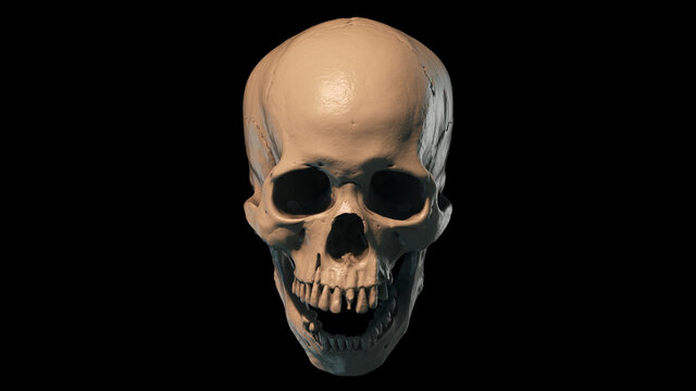 Human skull in profile on a white background. Print, material for design. T-shirt, wallpaper and background concept. The concept of death, horror. Spooky Halloween symbol. 3d render illustration.