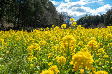 Obraz premium 菜の花畑