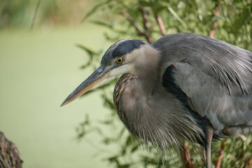 Portrait of A Great Blue Heron (Ardea herodias) sitting on a branch in a pond water environment