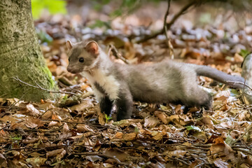 Stone marten, Martes foina, with clear green background. Beech marten, detail portrait of forest animal. Small predator sitting on the beautiful green moss stone in the forest. Wildlife scene, France