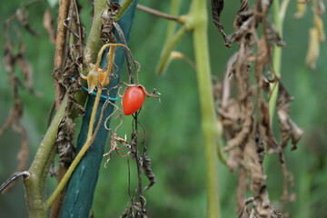 Vertrocknetes Obst und Gemüse im eigenen Garten