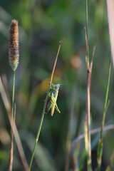 Heath bush cricket