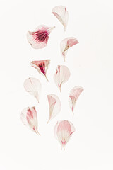dried flowers on the white background