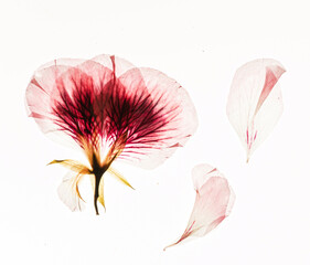 dried flowers on the white background