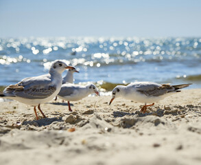 seagulls on the sandy shore of the Black Sea on a summer day, Ukraine