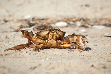 live crab on the sandy shore of the Black Sea,  Ukraine, Kherson region