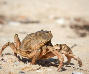 live crab on the sandy shore of the Black Sea,  Ukraine, Kherson region