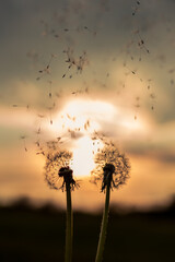 A Dandelion blowing seeds in the wind at dawn.Closeup,macro