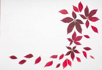 Autumn creative composition. Red leaves and wild grape berries on white wooden background.