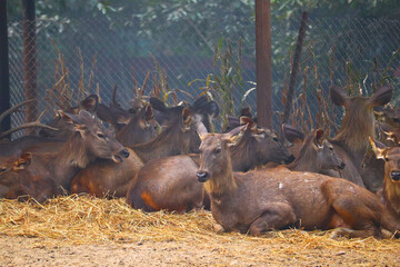 A group of spotted deer sat in a ground field