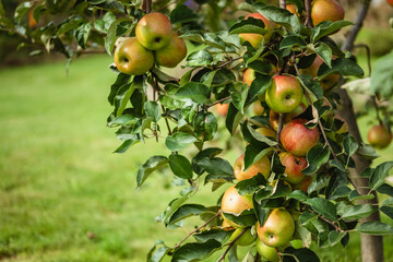 apple orchard. ripe apples on the tree