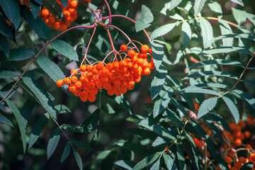 rowan in autumn, rowan tree with green leaves and red berries, bunches of rowan berries in September