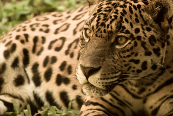 Portrait of a predatory spotted animal Leopard