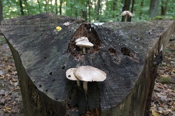 Fototapeta premium mushrooms in the forest
