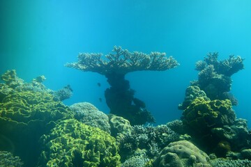 coral reef in sea