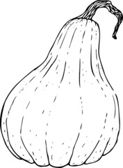 Pumpkin, contour illustration on a white background, for coloring pages and design.