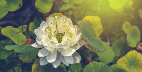 Warm sunlight falls on the graceful white lotus flower against the background of water lilies on the pond. Selective soft focus