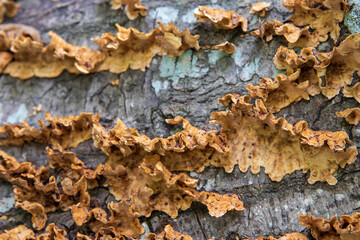 Fungus growing on fallen tree, macro view