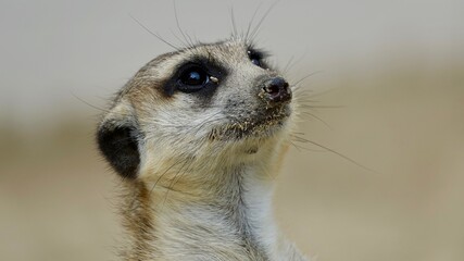 Erdmännchen, Manguste - Nahaufnahme Portrait