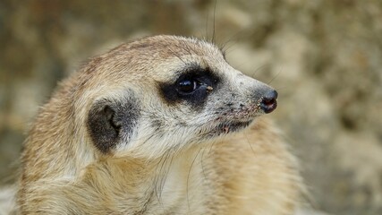 Erdmännchen, Manguste - Nahaufnahme Portrait