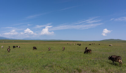 Cows in Kyrgyzstan
