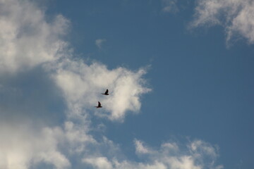 birds in the sky