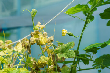 Flower of heart shaped bitter gourd (Valentine gourd)