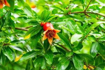 Blooming red scarlet red of the future pomegranate fruit on a tree branch.