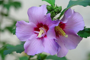 Rose of Sharon hibiscus syriacus flower in bloom
