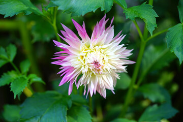 Pink and yellow spider dahlia flower in bloom