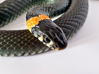 Non-venomous snake on a white background. A macro shot of a snake.