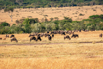 Fototapeta na wymiar ケニアのマサイマラ国立保護区で見かけた、遠くにいるヌーの群れ