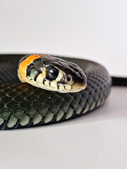 Non-venomous snake on a white background. A macro shot of a snake.