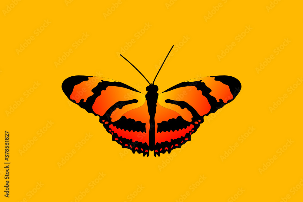 Poster butterfly with open wings top view of symmetry, sketch the graph of vector color drawing butterfly w