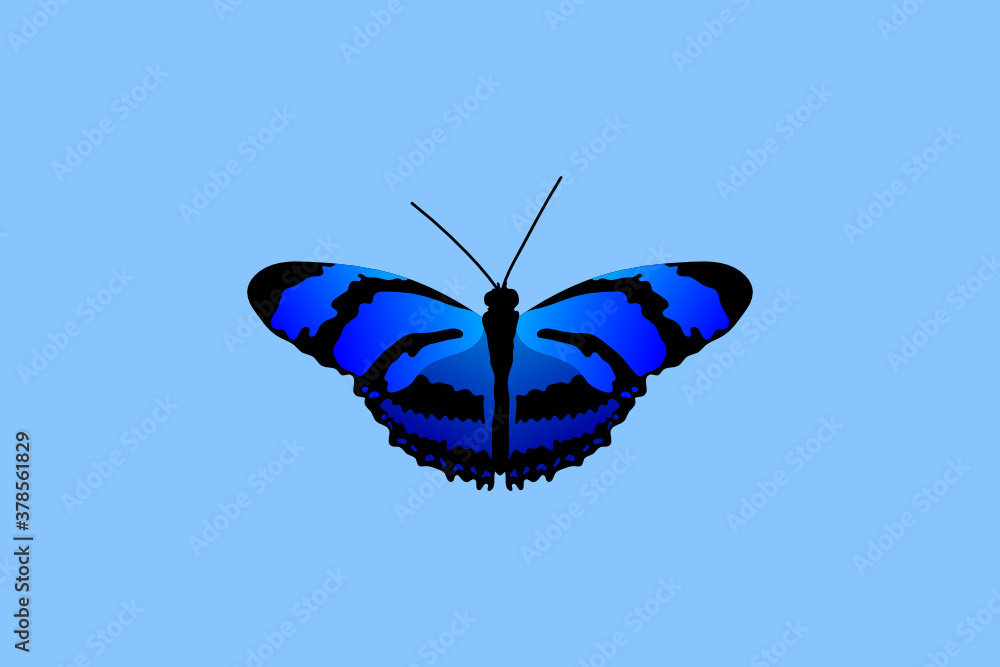 Poster butterfly with open wings top view of symmetry, sketch the graph of vector color drawing butterfly w