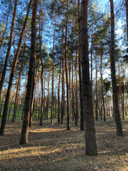 Landscape. Coniferous forest in sunny weather. Trees in the forest against the blue sky.Vertical, cropped shot, mobile shot