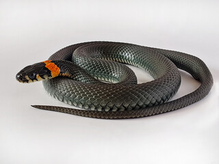 Obraz premium Non-venomous snake on a white background. A macro shot of a snake.