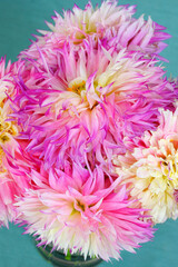 Bunch of yellow and pink cactus spider dahlia flowers in a vase