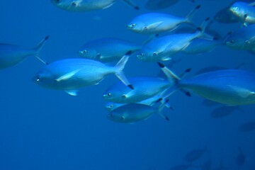 school of fish