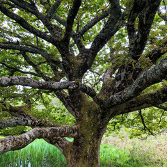 Fototapeta na wymiar Oak tree
