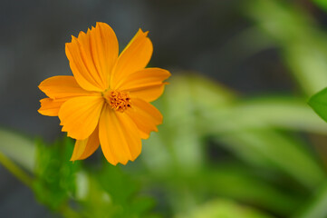 Orange cosmos flower growing in the garden