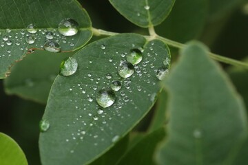 Water drops on green bush clover leaves