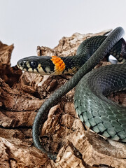 Non-venomous snake on a white background. A macro shot of a snake.
