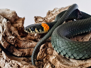Non-venomous snake on a white background. A macro shot of a snake.